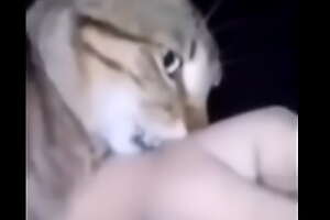 Gato se coje el brazo de un chileno la wea épica